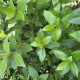 Sneeuwbal - Viburnum Tinus ‘Tuscan Dream‘ 