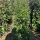 Sneeuwbal - Viburnum Tinus ‘Tuscan Dream‘ 