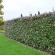 Sneeuwbal - Viburnum Tinus ‘Tuscan Dream‘ 