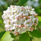 Sneeuwbal - Viburnum Tinus ‘Tuscan Dream‘ 