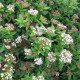 Sneeuwbal - Viburnum Tinus ‘Tuscan Dream‘ 