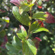 Parrotia persica ‘Persian spire‘ - zuilvorm vlamboom/ijzerhout