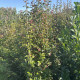 Parrotia persica ‘Persian spire‘ - zuilvorm vlamboom/ijzerhout