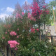 Lagerstroemia indica Tuscarora-   Indische sering