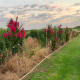Lagerstroemia indica Tuscarora-   Indische sering