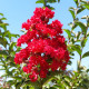 Lagerstroemia indica Tuscarora-   Indische sering