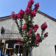 Lagerstroemia indica Tuscarora-   Indische sering