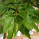 Dakmoerbei - morus macrophylla vruchtdragend 