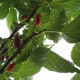 Dakmoerbei - morus macrophylla vruchtdragend 