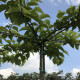 Dakmoerbei - morus macrophylla vruchtdragend 