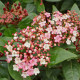 Sneeuwbal - Viburnum Tinus ‘Eve Price’ 