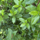 Sneeuwbal - Viburnum Tinus ‘Eve Price’ 