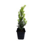 Taxus bacatta - venijnboom