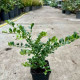 Japanse Hulst - Ilex crenata green hedge 
