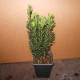 Taxus hillii - venijnboom zonder bes