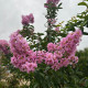 Leivorm Indische sering  - Lagerstroemia indica Muskogee 