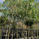 Leivorm Indische sering  - Lagerstroemia indica Muskogee 