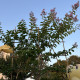 Leivorm Indische sering  - Lagerstroemia indica Muskogee 