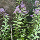 Leivorm Indische sering  - Lagerstroemia indica Muskogee 