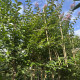 Leivorm Indische sering  - Lagerstroemia indica Muskogee 