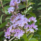 Leivorm Indische sering  - Lagerstroemia indica Muskogee 