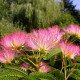 Perzische slaapboom - Albizia julibrisim ‘ Umbrella Bourbri ‘ 