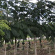 Perzische slaapboom - Albizia julibrisim ‘ Umbrella Bourbri ‘ 