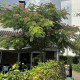 Perzische slaapboom - Albizia julibrisim ‘ Umbrella Bourbri ‘ 