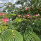 Perzische slaapboom - Albizia julibrisim ‘ Umbrella Bourbri ‘ 