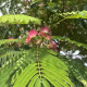 Perzische slaapboom - Albizia julibrisim ‘ Umbrella Bourbri ‘ 
