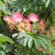 Perzische slaapboom - Albizia julibrisim ‘ Umbrella Bourbri ‘ 