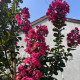 Indische sering - Lagerstroemia indica Tuskegee 