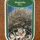 Magnolia kobus - hoogstam 