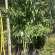 Heptacodium miconioides - zevenzonenboom