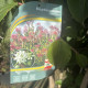 Heptacodium miconioides - zevenzonenboom