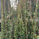 Toscaanse jasmijn - Trachelospermum jasminoides 