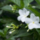 Toscaanse jasmijn - Trachelospermum jasminoides 