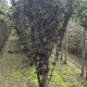 Gewone vlier - Sambucus nigra 'Black Tower'