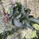 Gewone vlier - Sambucus nigra 'Black Tower'