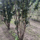 Gewone vlier - Sambucus nigra 'Black Tower'