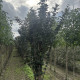 Gewone vlier - Sambucus nigra 'Black Tower'
