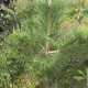 Zwarte den - Pinus Nigra 