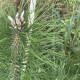 Zwarte den - Pinus Nigra 