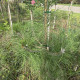 Zwarte den - Pinus Nigra 