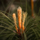 Zwarte den - Pinus Nigra 
