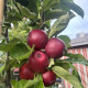 Rode Zuilvorm appel - malus red Sensation 
