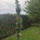 Rode Zuilvorm appel - malus red Sensation 