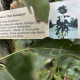 Rode Zuilvorm appel - malus red Sensation 