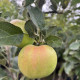 Groene Zuilvorm appel - Malus Green Sensation 