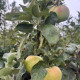Groene Zuilvorm appel - Malus Green Sensation 